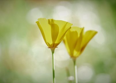 okuma hedefim, elviş abla, meet yasin altun, şiirli veda.. #2